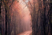 薛飞3-1胜张本智和 晋级新加坡大满贯男单16强.